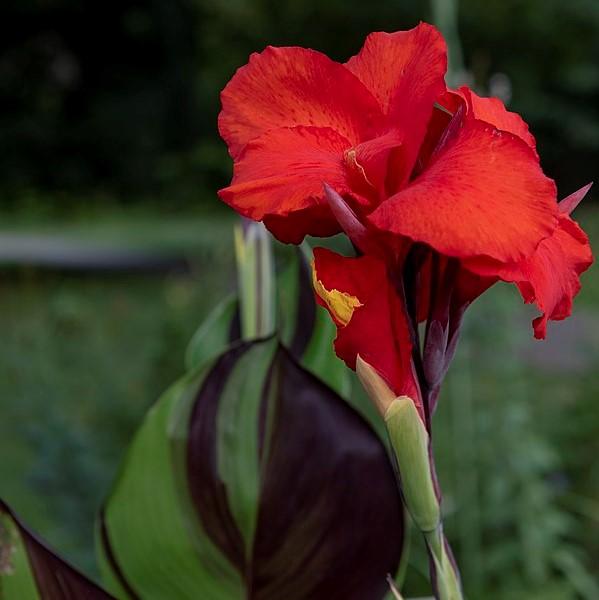Canna x generalis 'Cleopatra' ~ Monrovia® Cleopatra Canna Lily-ServeScape
