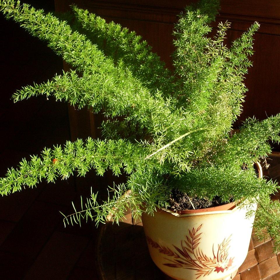 Asparagus densiflorus 'Myersii' ~ Foxtail Asparagus Fern-ServeScape