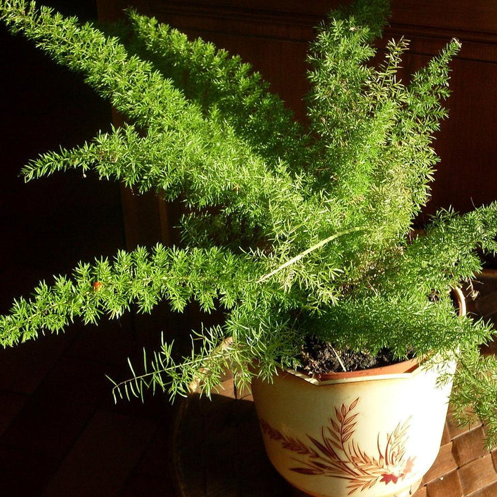 Asparagus densiflorus 'Myersii' ~ Foxtail Asparagus Fern-ServeScape
