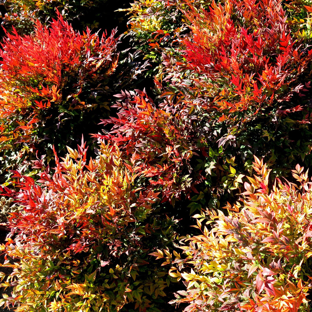 Nandina domestica 'ZHNAN53' ~ Cool Glow® Pomegranate Heavenly Bamboo-ServeScape