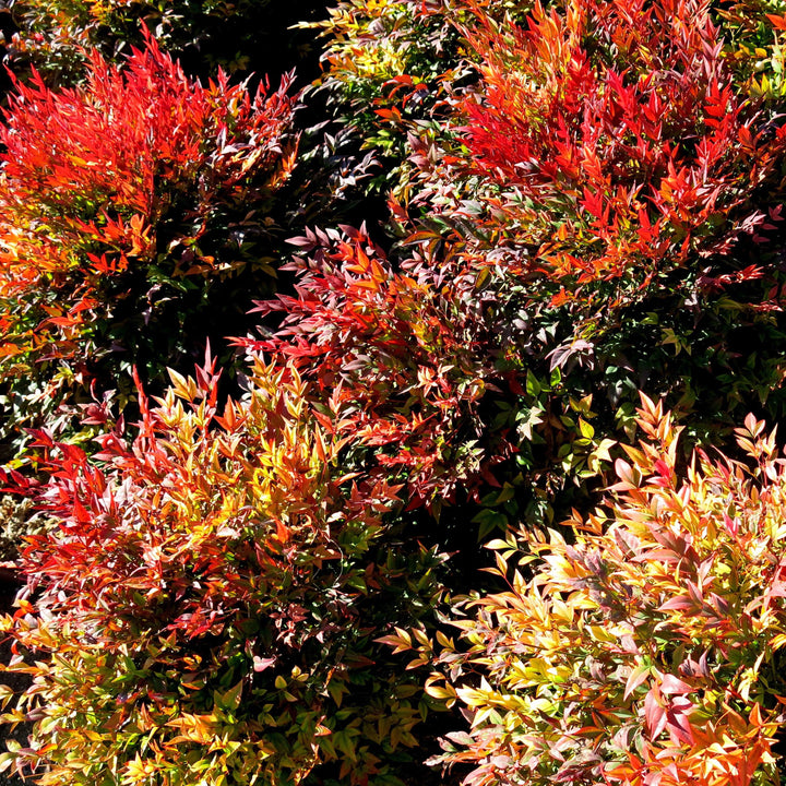 Nandina domestica 'ZHNAN53' ~ Cool Glow® Pomegranate Heavenly Bamboo-ServeScape