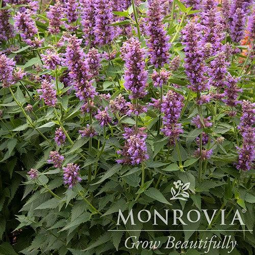 Agastache 'Blue Boa' ~ Monrovia® Blue Boa Hyssop, Hummingbird Mint-ServeScape