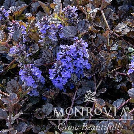 Ajuga reptans 'Binblasca' ~ Monrovia® Black Scallop Bugleweed-ServeScape