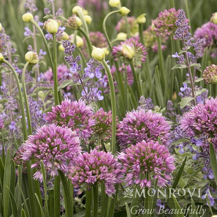 Allium 'Millenium' ~ Monrovia® Millenium Ornamental Onion-ServeScape