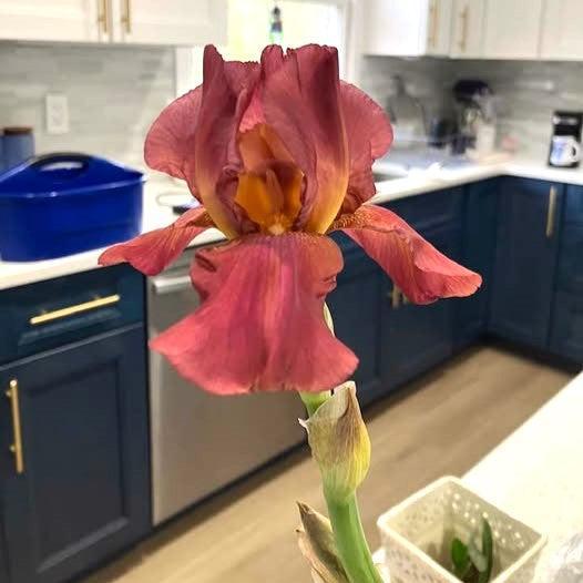 Iris germanica 'My Friend Jonathan' ~ My Friend Jonathan Bearded Iris-ServeScape