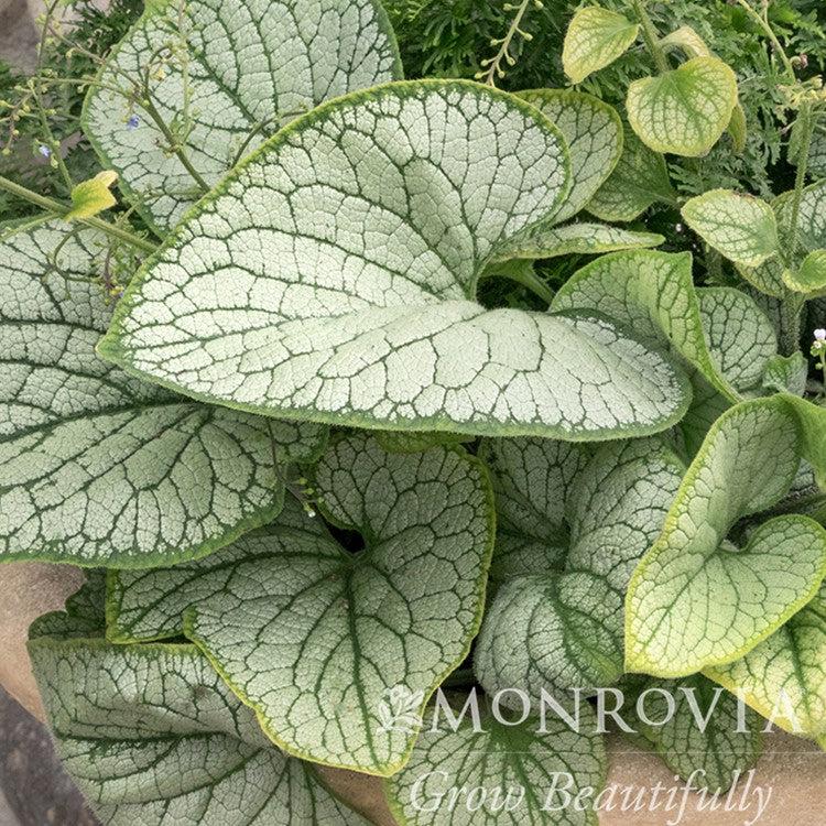 Brunnera macrophylla 'Silver Heart' ~ Monrovia® Silver Heart Siberian Bugloss-ServeScape