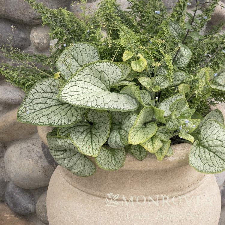 Brunnera macrophylla 'Silver Heart' ~ Monrovia® Silver Heart Siberian Bugloss-ServeScape