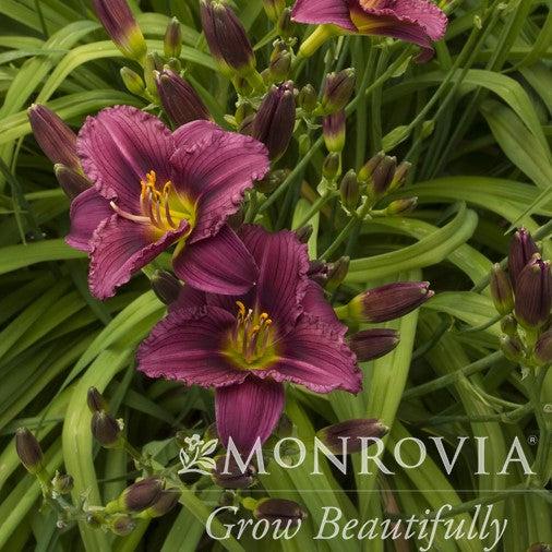 Hemerocallis x 'Little Grapette' ~ Monrovia® Little Grapette Daylily-ServeScape