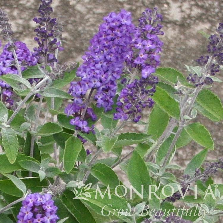Buddleia x 'Podaras #8' ~ Monrovia® Flutterby Petite® Blue Heaven Butterfly Bush-ServeScape