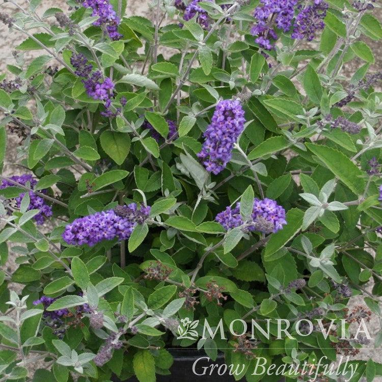 Buddleia x 'Podaras #8' ~ Monrovia® Flutterby Petite® Blue Heaven Butterfly Bush-ServeScape