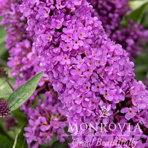 Buddleia davidii ‘Podaras 13’ ~ Monrovia® Flutterby Petite® Tutti Fruitti Butterfly Bush-ServeScape