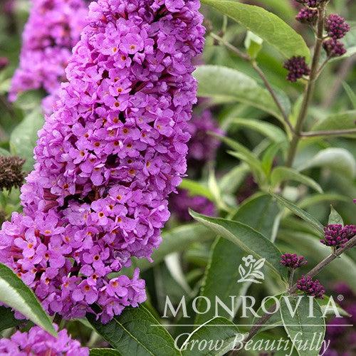 Buddleia davidii ‘Podaras 13’ ~ Monrovia® Flutterby Petite® Tutti Fruitti Butterfly Bush-ServeScape