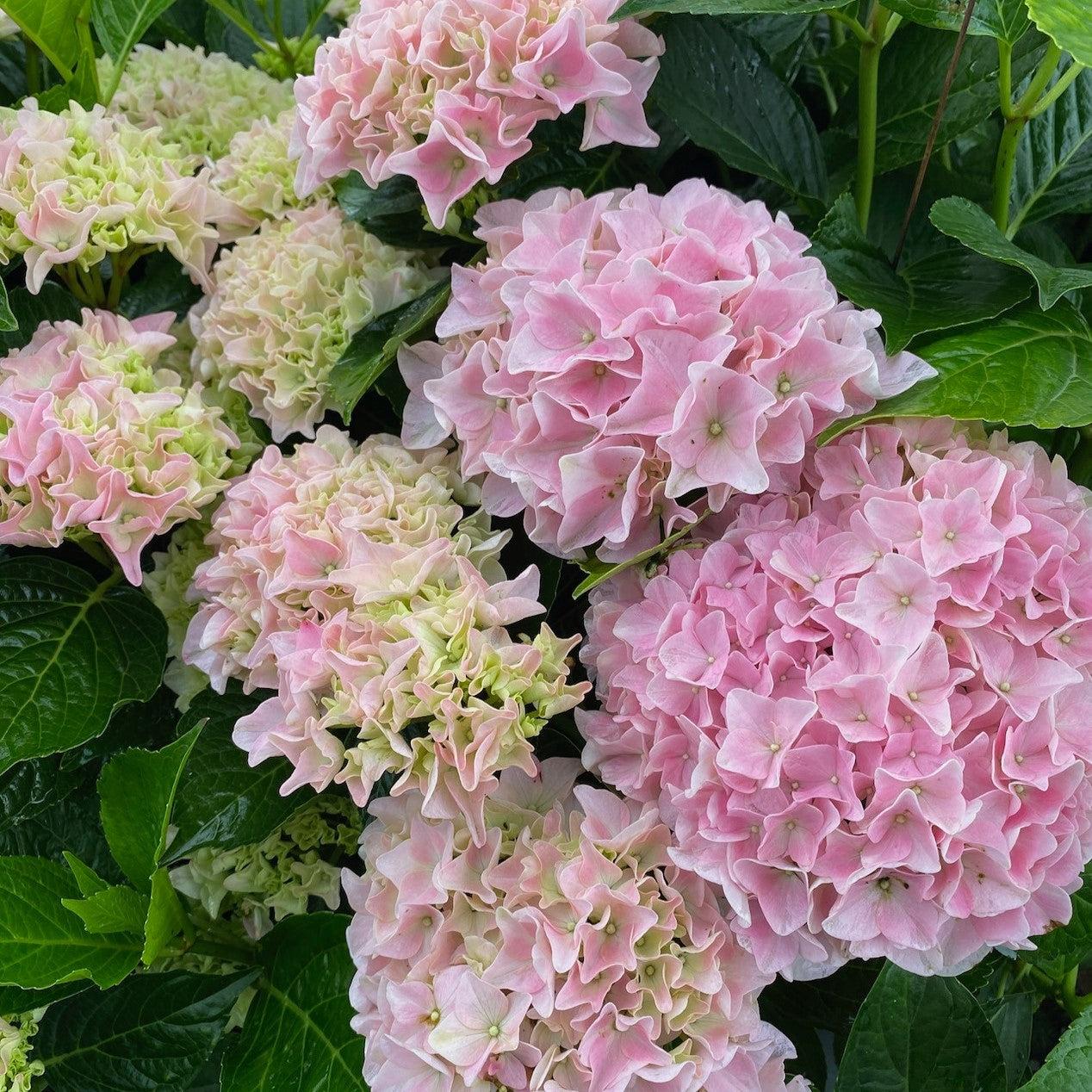 Hydrangea macrophylla 'Hokomapfloy' ~ Monrovia® Seaside Serenade® Kitty Hawk Hydrangea-ServeScape