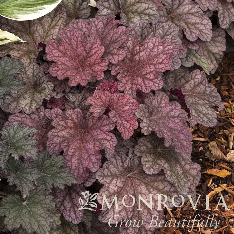 Heuchera villosa 'Berry Smoothie' ~ Monrovia® Berry Smoothie-ServeScape