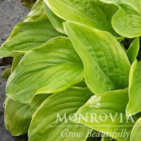 Hosta 'Fragrant Bouquet' ~ Monrovia® Fragrant Bouquet Hosta-ServeScape