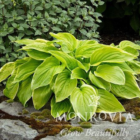 Hosta 'Fragrant Bouquet' ~ Monrovia® Fragrant Bouquet Hosta-ServeScape