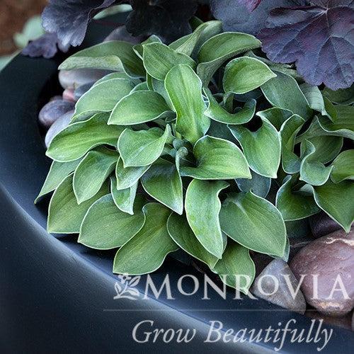 Hosta 'Blue Mouse Ears' ~ Monrovia® Blue Mouse Ears Hosta-ServeScape