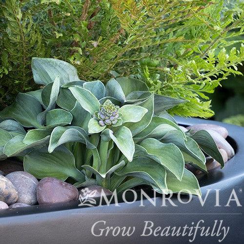 Hosta 'Blue Mouse Ears' ~ Monrovia® Blue Mouse Ears Hosta-ServeScape