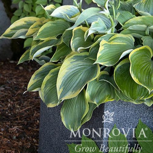 Hosta 'Earth Angel' ~ Monrovia® Earth Angel Hosta-ServeScape