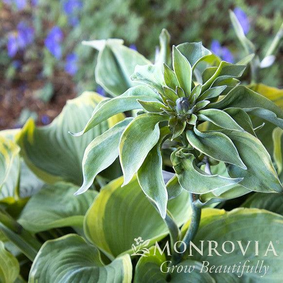 Hosta 'Earth Angel' ~ Monrovia® Earth Angel Hosta-ServeScape
