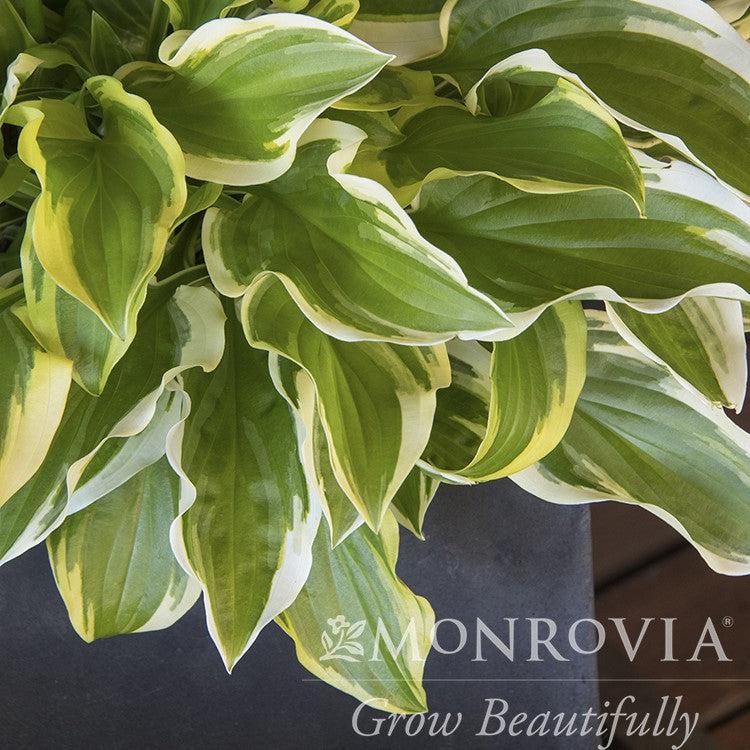 Hosta 'So Sweet' ~ Monrovia® So Sweet Hosta-ServeScape