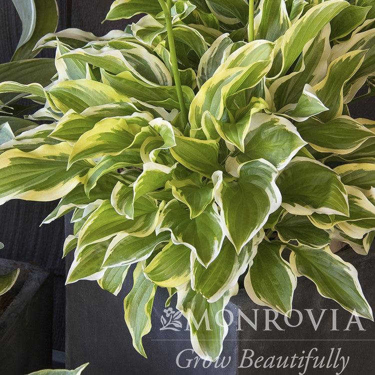 Hosta 'So Sweet' ~ Monrovia® So Sweet Hosta-ServeScape