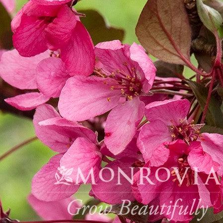 Malus 'JFS-KW5' ~ Monrovia® Royal Raindrops® Crabapple-ServeScape