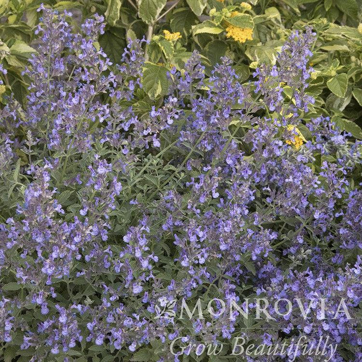 Nepeta x faassenii 'Novanepjun' ~ Monrovia® Junior Walker™ Catmint-ServeScape