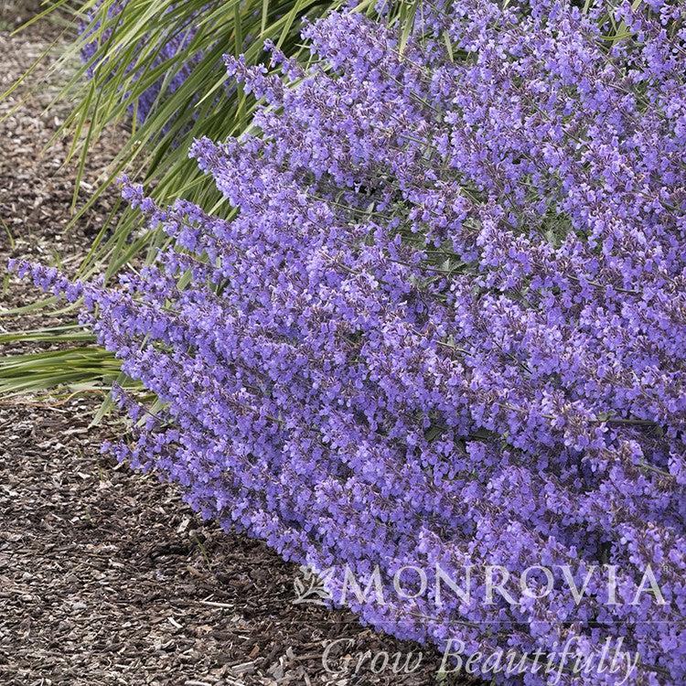 Nepeta x faassenii 'Novanepjun' ~ Monrovia® Junior Walker™ Catmint-ServeScape