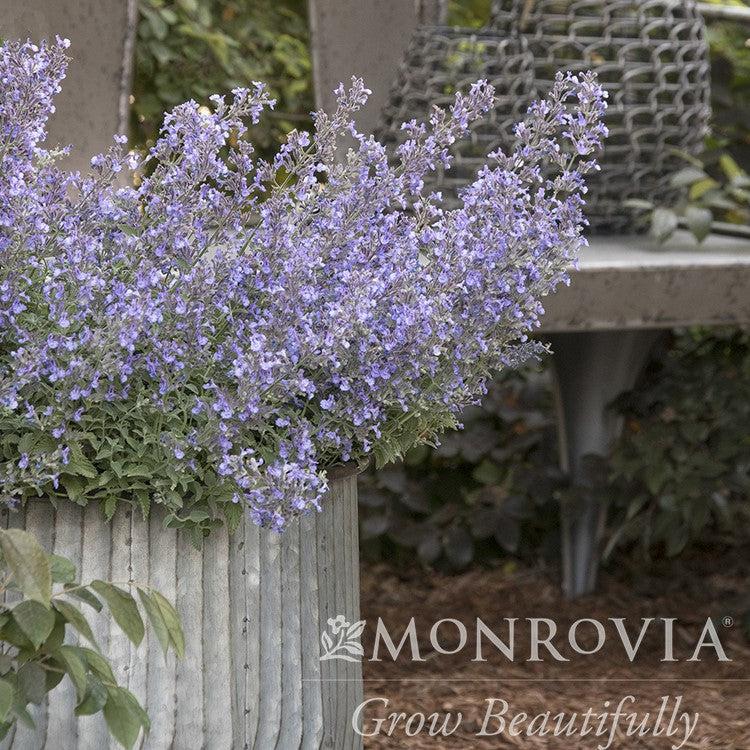 Nepeta x faassenii 'Novanepjun' ~ Monrovia® Junior Walker™ Catmint-ServeScape