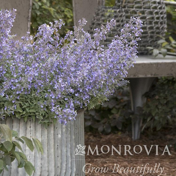 Nepeta x faassenii 'Novanepjun' ~ Monrovia® Junior Walker™ Catmint-ServeScape