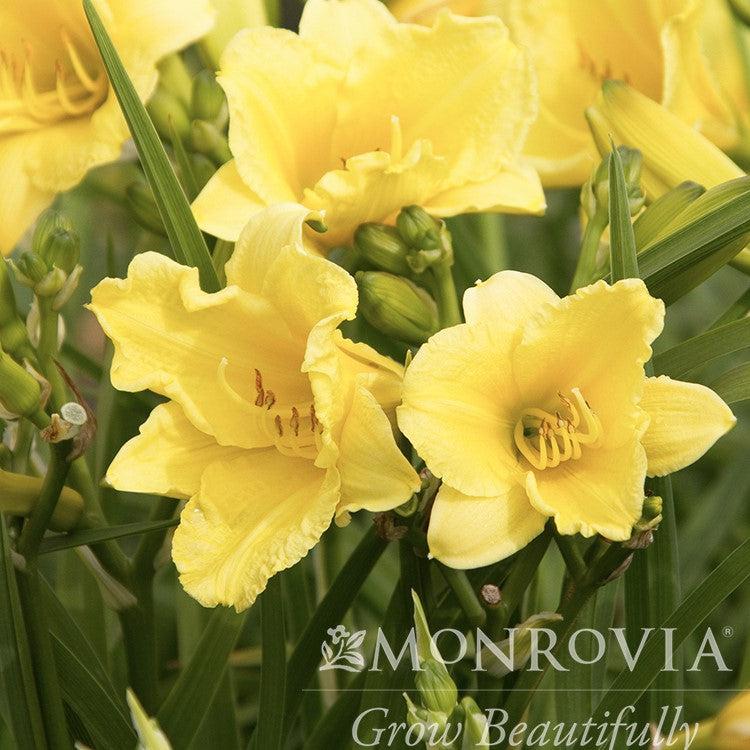 Hemerocallis 'Happy Returns' ~ Monrovia® Happy Returns Daylily-ServeScape