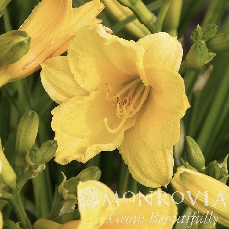 Hemerocallis 'Happy Returns' ~ Monrovia® Happy Returns Daylily-ServeScape