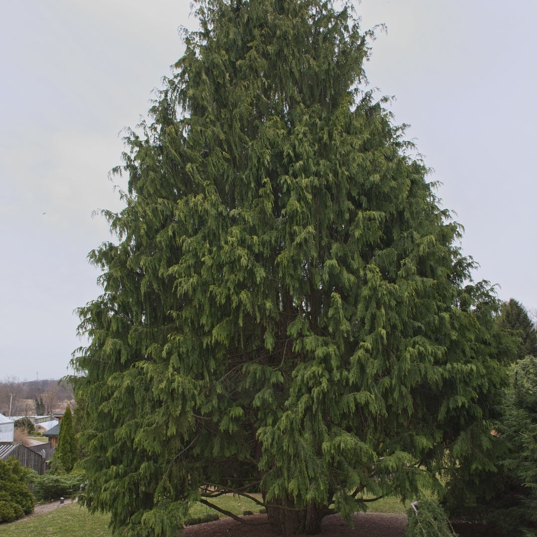 Chamaecyparis nootkatensis 'pendula' ~ Weeping Alaska Cedar-ServeScape