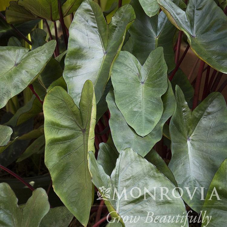 Colocasia esculenta 'Hawaiian Punch' PP #24,596 ~ Monrovia® Royal Hawaiian® Hawaiian Punch Elephant Ear-ServeScape