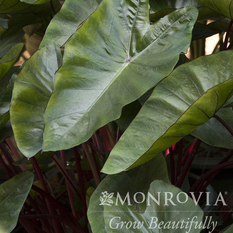 Colocasia esculenta 'Hawaiian Punch' PP #24,596 ~ Monrovia® Royal Hawaiian® Hawaiian Punch Elephant Ear-ServeScape