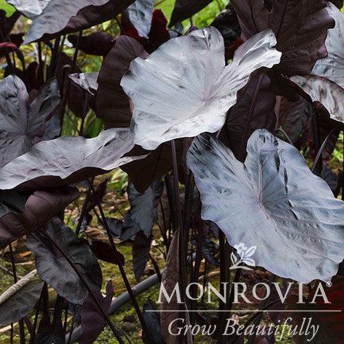 Colocasia esculenta 'Black Coral' ~ Monrovia® Royal Hawaiian® Black Coral Elephant Ear-ServeScape