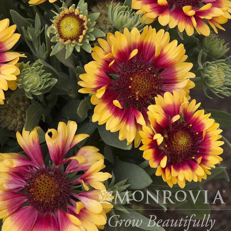 Gaillardia x grandiflora 'Sunset Snappy' ~ Monrovia® Sunset Snappy Blanket Flower-ServeScape