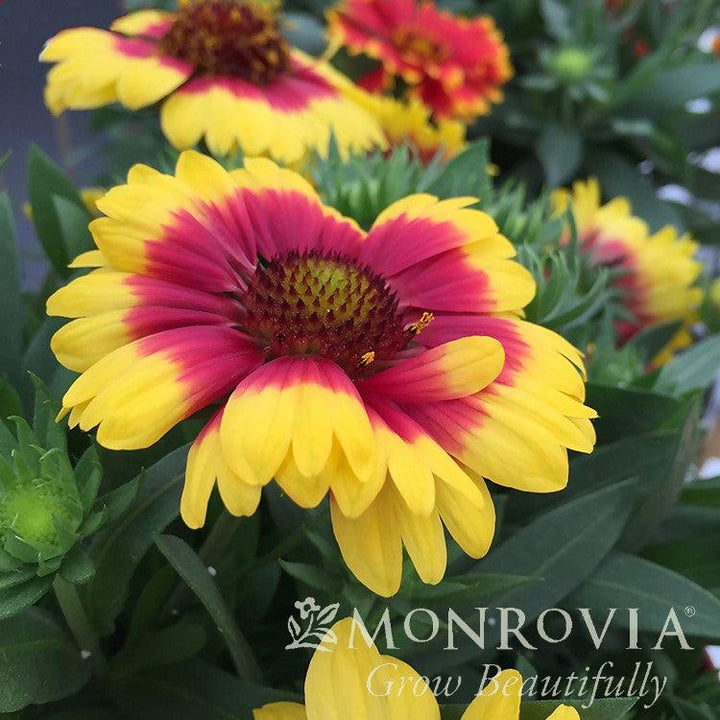 Gaillardia x grandiflora 'Sunset Snappy' ~ Monrovia® Sunset Snappy Blanket Flower-ServeScape