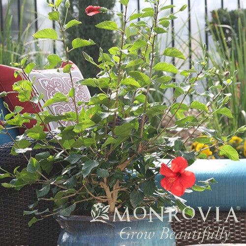 Hibiscus rosa-sinensis 'Brilliant' ~ Monrovia® Brilliant Hibiscus-ServeScape