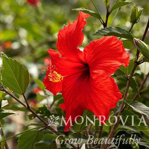 Hibiscus rosa-sinensis 'Brilliant' ~ Monrovia® Brilliant Hibiscus-ServeScape