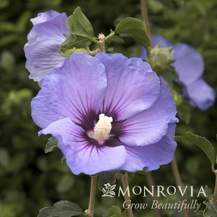 Hibiscus syriacus 'Minsyble9' PP31,152 ~ Monrovia® Chateau™ de Versailles Rose of Sharon-ServeScape