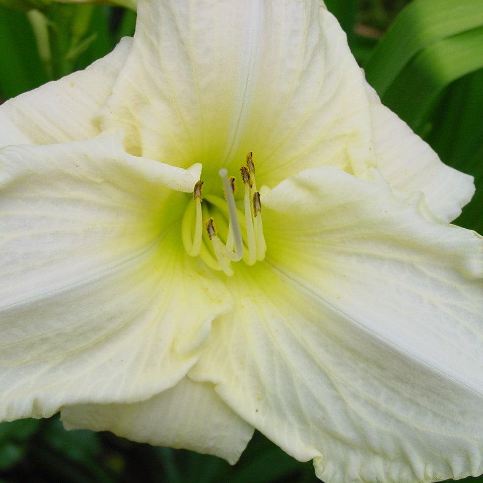 Hemerocallis 'Purely' ~ Purely Daylily-ServeScape