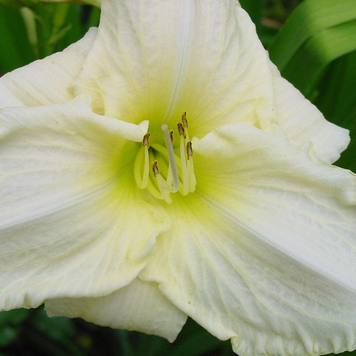 Hemerocallis 'Purely' ~ Purely Daylily-ServeScape