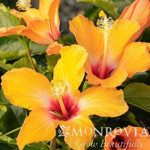 Hibiscus rosa-sinensis 'Cherie' ~ Monrovia® Cherie Hibiscus-ServeScape