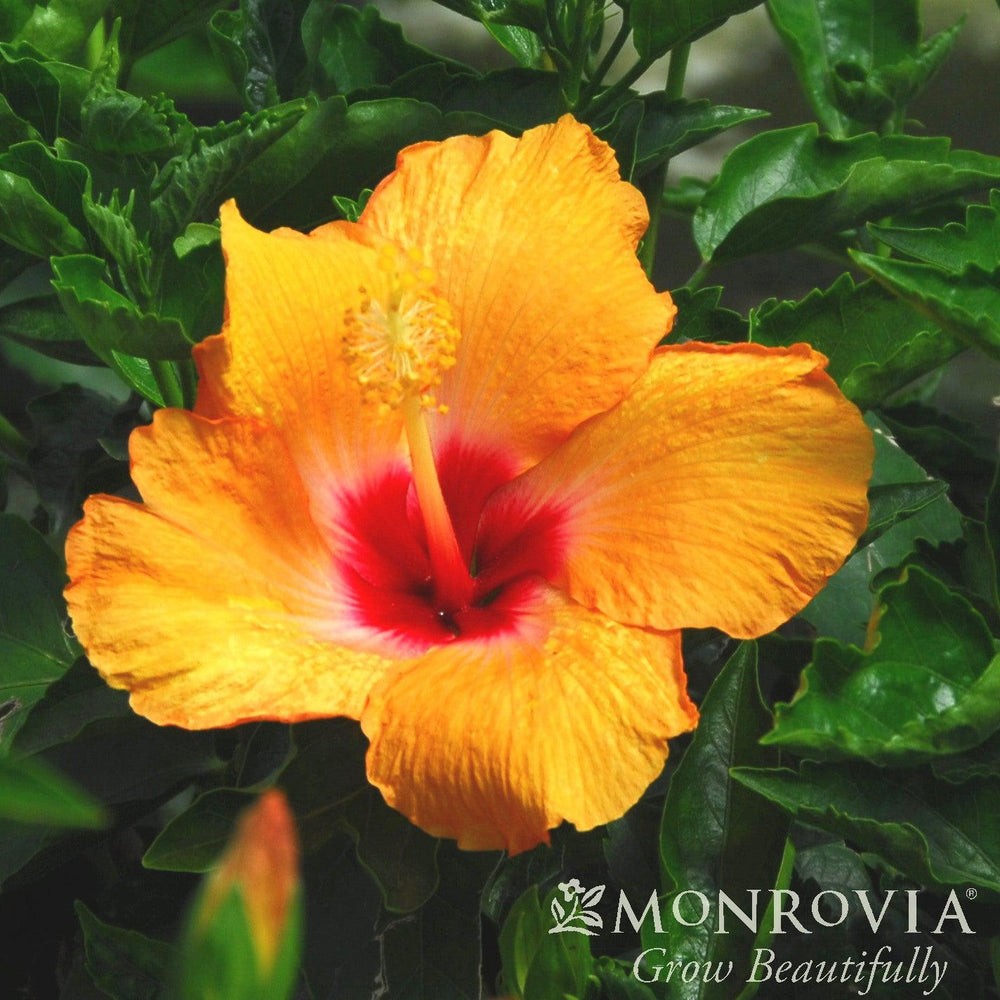 Hibiscus rosa-sinensis 'Cherie' ~ Monrovia® Cherie Hibiscus-ServeScape