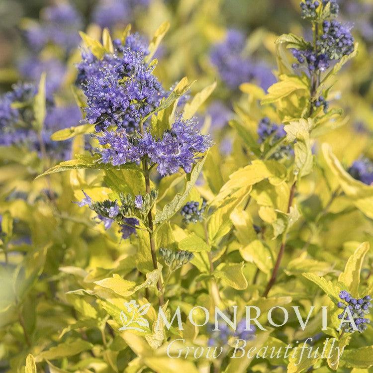 Caryopteris x ‘SMCIPG' PP #31,867 ~ Monrovia® La Barbe Bleue™ Bluebeard-ServeScape