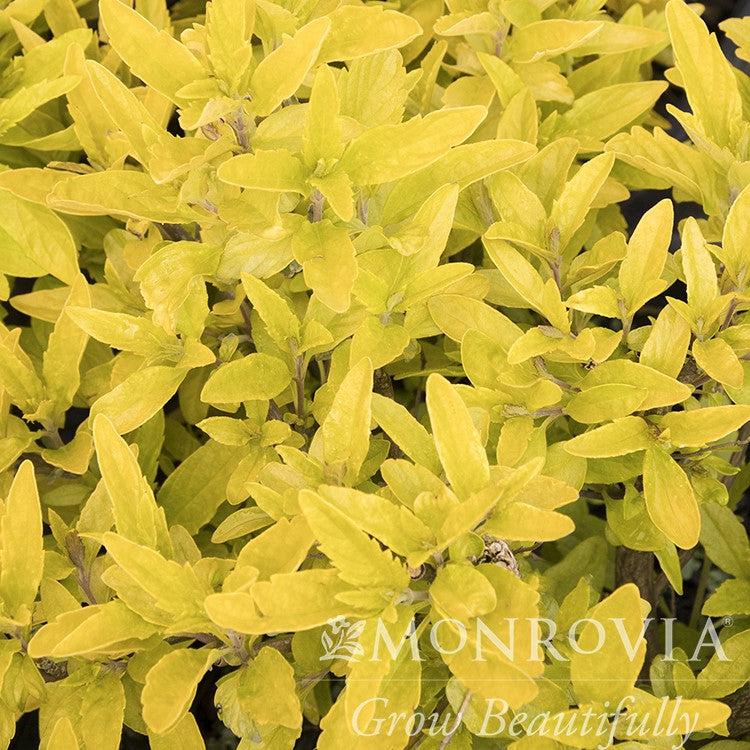 Caryopteris x ‘SMCIPG' PP #31,867 ~ Monrovia® La Barbe Bleue™ Bluebeard-ServeScape