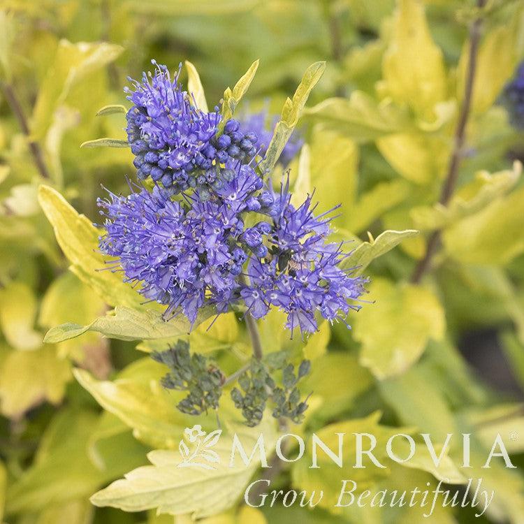 Caryopteris x ‘SMCIPG' PP #31,867 ~ Monrovia® La Barbe Bleue™ Bluebeard-ServeScape