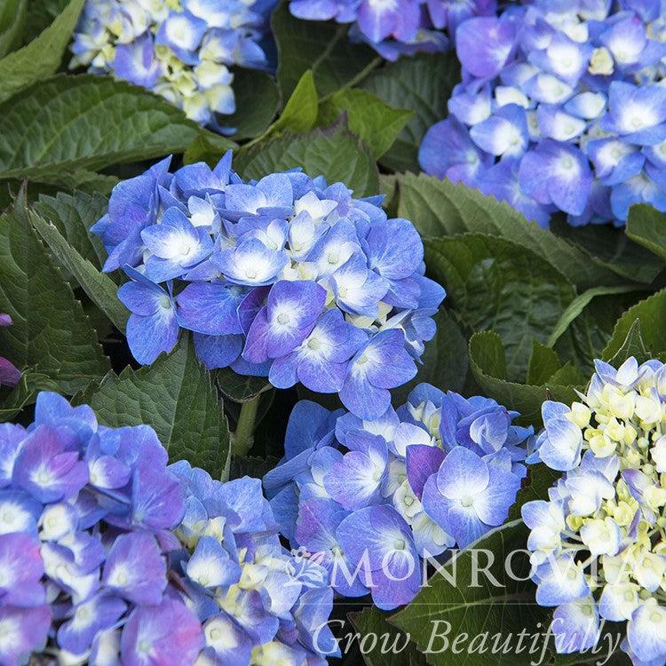 Hydrangea macrophylla 'HMUPSI' PP #28,974 ~ Monrovia® Seaside Serenade® Cape Cod Hydrangea-ServeScape